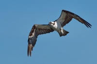 Orlovec ricni - Pandion haliaetus - Osprey o1139